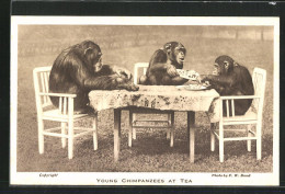 AK Junge Schimpansen Beim Tee  - Singes