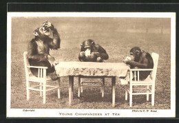 AK Junge Schimpansen Trinken Ihren Tee Aus Tassen  - Affen