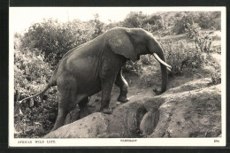 AK Afrikanischer Elefant Bewegt Sich Einen Hang Hinauf  - Elefantes