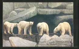 AK Hamburg-Stellingen, Carl Hagenbecks Tierpark, Eisbären  - Bears