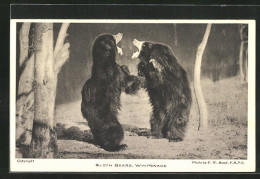 AK Sloth Bears, Whipsnade, Kämpfende Lippenbären  - Bären