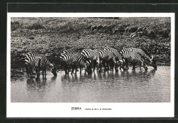 AK Zebras Stillen Ihren Durst  - Zèbres