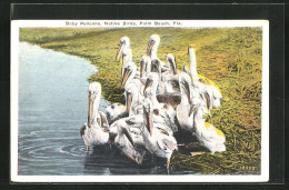 AK Palm Beach, Fla., Baby Pelicans, Native Birds  - Vogels