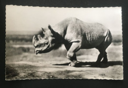 Rhinoceros Noir D'Afrique, Ed Hoa-Qui, N° 1168 - Sin Clasificación