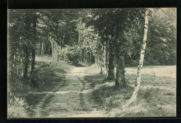 AK Strausberg, Waldweg Am Bötzsee  - Strausberg