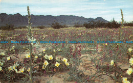 R090309 Desert In Bloom. Columbia. Wholesale Supply - World