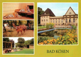 72913989 Bad Koesen Tierpark Tier Lama Junges Badehaus Bad Koesen - Bad Koesen