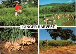 12-5-2024 (4 Z 46) Australia (posted With Echidna 37c Stamp) QLD  Ginger Harvest - Cultivation