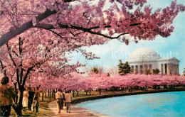 72925433 Washington DC Cherry Blossom Time Thomas Jefferson Memorial   - Washington DC