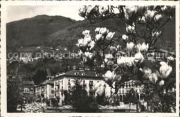 12046076 Locarno TI Baumbluete  - Sonstige & Ohne Zuordnung