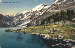 12042526 Engstlensee Stausee Mit Titlis Kuehe Urner Alpen Innertkirchen - Autres & Non Classés