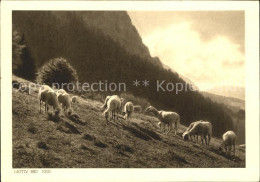 12037346 Igis Schafe Auf Der Alm Igis - Sonstige & Ohne Zuordnung