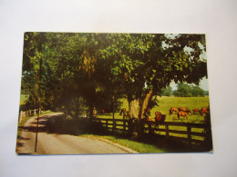 UNITED STATES    POSTCARDS  1957 HORSE BREEDING FARM - Horses