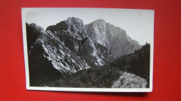 Konj S Presedljaja.Planinski Zigi.Foto:I.Tavcar - Slovenia