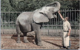 75 PARIS - Jardin Des Plantes, Toby L'elephant D'afrique. - Other & Unclassified