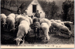 64 Scenes & Types Des Pyrenees - Moutons Au Paturage. - Otros & Sin Clasificación