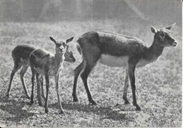 Zoo De Vincennes 75 - Otros & Sin Clasificación