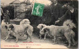 65 Un Groupe De Chiens Des Pyrenees  - Sonstige & Ohne Zuordnung