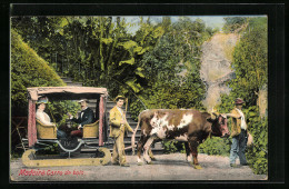 AK Madeira, Carro De Bois - Gespann  - Cows