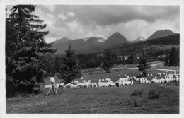 Slovaquie Slovakia Vysoke Tatry Z L'ava Krivan Sedielko Solisko Strbsky Stit Satan Patria - Slovaquie