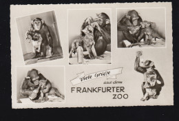 Tiere-AK Frankfurter Zoo: Schimpanse Mit Hund, Foto-AK Um 1960 Ungebraucht - Sonstige & Ohne Zuordnung