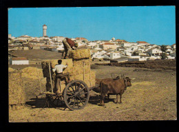 AK Portugal: Ochsenkarren Bei Vila Do Bispo, Frankatur Landmaschinen 1979 - Sonstige & Ohne Zuordnung