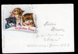 Tiere-AK Herzlichen-Gruss-Karte Zu Pfingsten, Katzenportraits BREMEN 29.5.1898 - Katzen