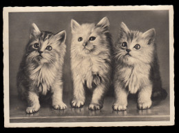 Tiere-AK Drei Katzen-Kinder, Feldpostkarte Mit Luftfeldpostmarke 20.6.1943  - Chats