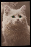 Tiere-AK Katzenportrait Mit Augen Aus Glasperlen, Ungebraucht - Chats