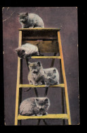 England Tiere-AK Fünf Katzen Auf Der Stehleiter, TOWCESTER 30.9.1908 - Chats
