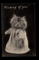 Foto-AK Vermenschlichte Tiere: Stehende Katze Mit Kleid, Bournemouth Poole 1955 - Katten