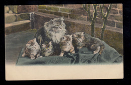 England Tiere-AK Familiengrück - Katzenmutter Mit Vier Kätzchen, Ungebraucht - Katzen