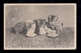 England Tiere-AK Neugierige Katzen Untersuchen Kaffeetassen, Gelaufen 1907 - Chats