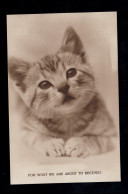 England AK Kitty & Tom - Ein Katzenportrait, TUCK'S POST CARD, Ungebraucht  - Cats