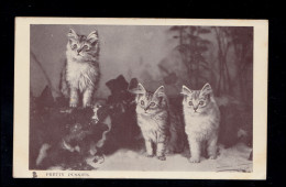 England AK Katzenland  - Schauende Katzen, TUCK'S POST CARD, Ungebraucht  - Katzen