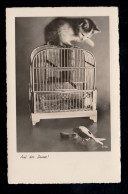 Tiere-AK Auf Der Lauer: Katze Auf Vogelkäfig Beobachtet Vogel, FRONTENAUSEN 1938 - Katzen