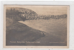 Tromsö. Renhjorden Flyttes Over Sundet. * - Norvegia