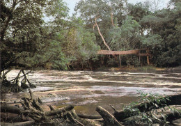 Franceville - Le Pont De Lianes De Poubara - Gabón