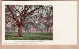 31951 / NEW-ORLEANS Louisiana-LA Old Duelling Ground City Park Copyright 1900 By DETROIT PHOTOGRAPHIC Co N°5816 - New Orleans