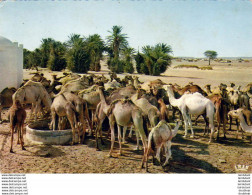 MAROC  SCENES ET TYPES  L' Arrivée Au Puits Des Méharas  ..... - Other & Unclassified