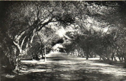 BISKRA  (Aurès) Les Allées Crouzet RV - Biskra