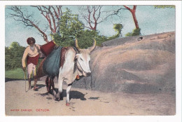 Ceylon Water Carrier - Sri Lanka (Ceylon)