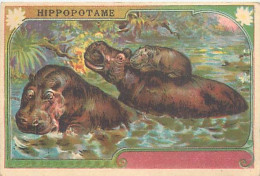 A LA MENAGERE. CAMBRAI. CHROMO CHICOREE. HIPPOPOTAME. - Tea & Coffee Manufacturers