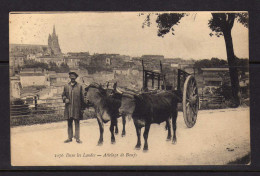 Dans Les Landes - Attelage De Boeufs - - Andere & Zonder Classificatie