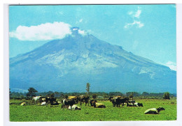 NOUVELLE-ZELANDE - MT. EGMONT, TARANAKI - A Summer Scene Of The Mountain - Photography : Gladys Goddal - N° W. T. 801 - Nueva Zelanda