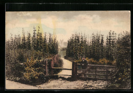 AK Farnham, Hop Garden  - Landwirtschaftl. Anbau