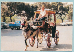 MALTA - Karrozin - Horse-drawn Cab - Malta