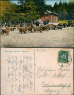 Moritzburg Tiergarten Moritzburg - Fütterung Der Wildschweine 1925 - Moritzburg