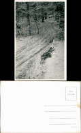 Foto  Stimmungsbild Winter - Waldweg - Fotokarte 1934 Privatfoto - Ohne Zuordnung