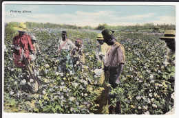 AGRICULTURE - Picking Cotton ( Animation ) - ( Récolte Du Coton ) - Culture